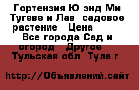 Гортензия Ю энд Ми Тугеве и Лав, садовое растение › Цена ­ 550 - Все города Сад и огород » Другое   . Тульская обл.,Тула г.